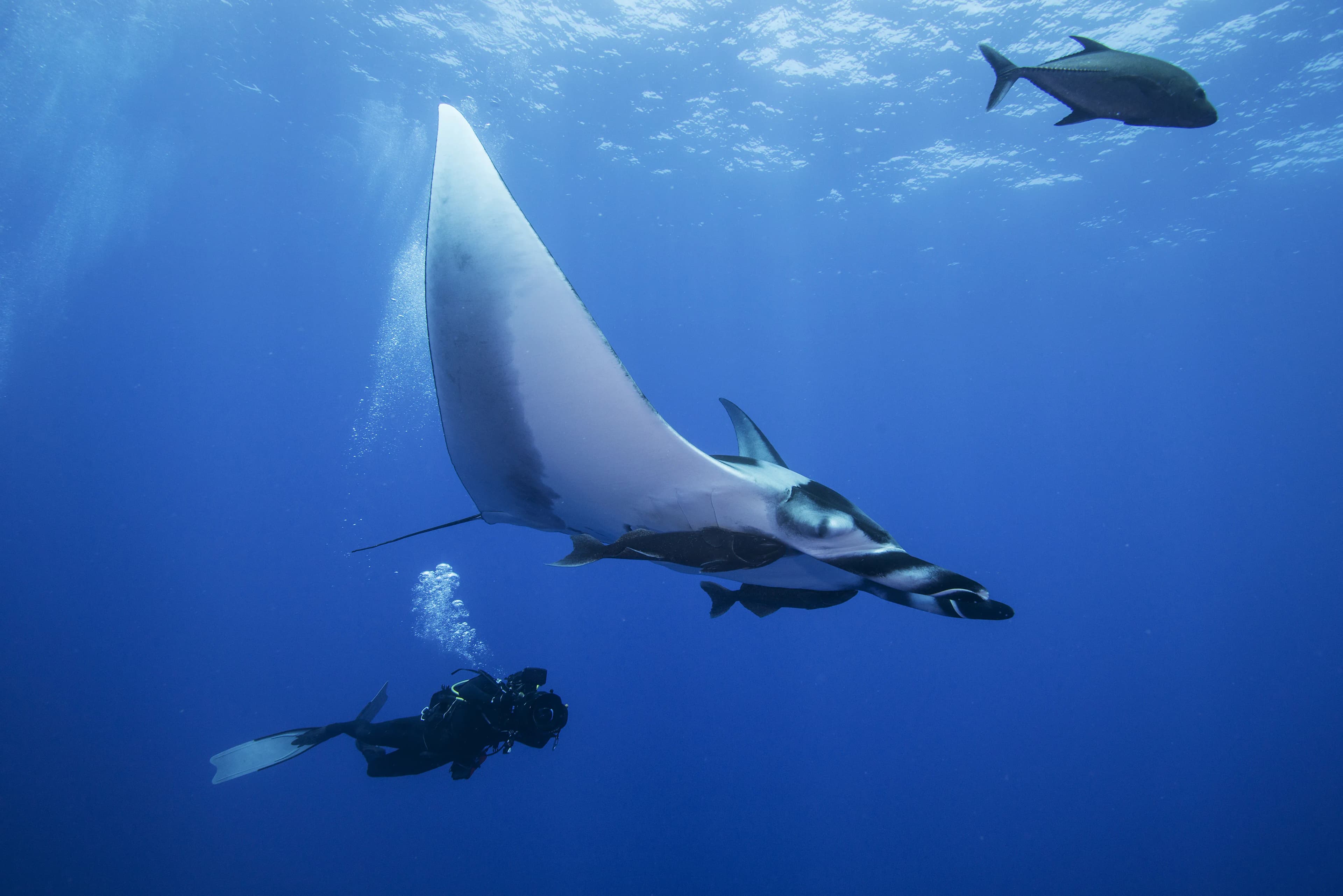 Diving Organizations